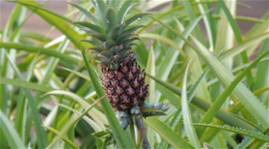 Jak si vypěstovat ananas doma